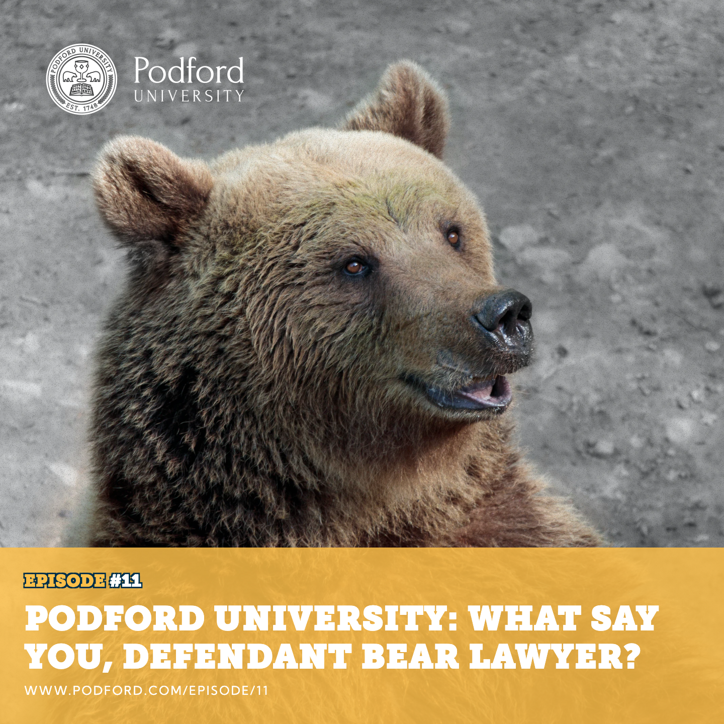 What Say You, Defendant Bear Lawyer?
