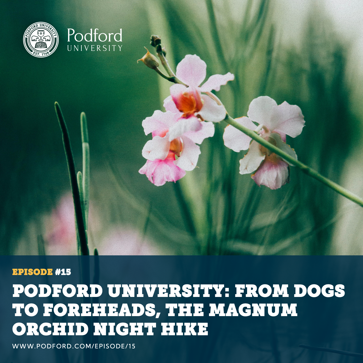 From Dogs to Foreheads, The Magnum Orchid Night Hike